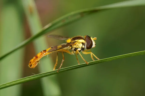 Makro Kaukasisk Randig Blomfluga Syrphidae Sitter Grön Stjälk Sommaren — Stockfoto
