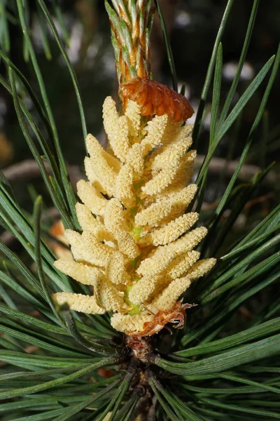 Baharda Üreme Sırasında Pullu Beyaz Kadın Açık Turuncu Kozalaklı Pinus — Stok fotoğraf