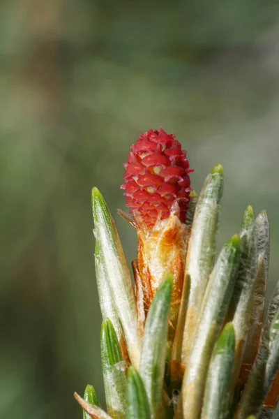 Makro Från Framsidan Kaukasiska Unga Röda Hane Anther Pinus Pinus — Stockfoto