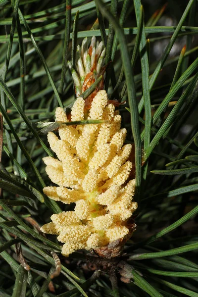 Macro Coni Gialli Femminili Pino Pinus Caucasico Aghi Ramoscelli All — Foto Stock