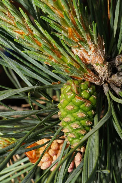Makro Främre Bild Kvinnliga Gröna Kottar Kaukasiska Pinus Tall Nålar — Stockfoto
