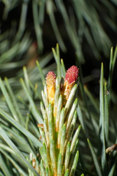 Macro View Front Two Red Young Inflorescences Cones Caucasian Pinus — Stock Photo, Image