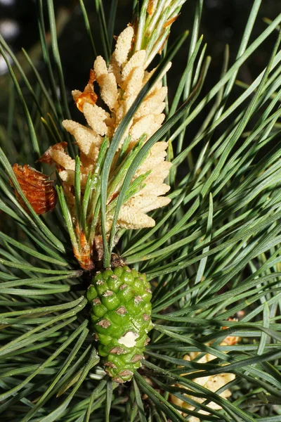 Makro Białej Kobiety Jasnopomarańczowy Szyszek Sosnowy Pinus Igłach Podczas Rozmnażania — Zdjęcie stockowe