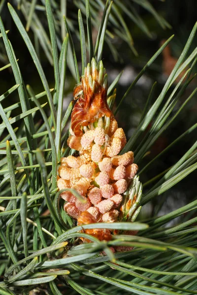 Makro Der Kaukasischen Jungen Weiblichen Hellorangen Kiefernzapfen Pinus Nadeln Während — Stockfoto