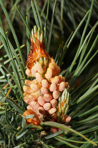 Makró Nézet Elölről Fehér Fiatal Világos Narancssárga Fenyőtoboz Pinus Tűkben — Stock Fotó