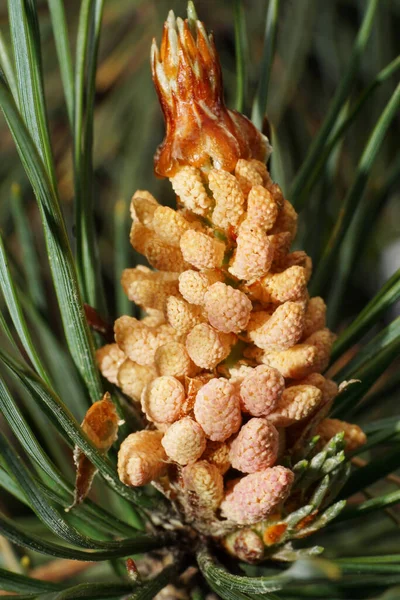 Macro Vista Frente Branco Jovem Laranja Pinho Cone Pinus Agulhas — Fotografia de Stock