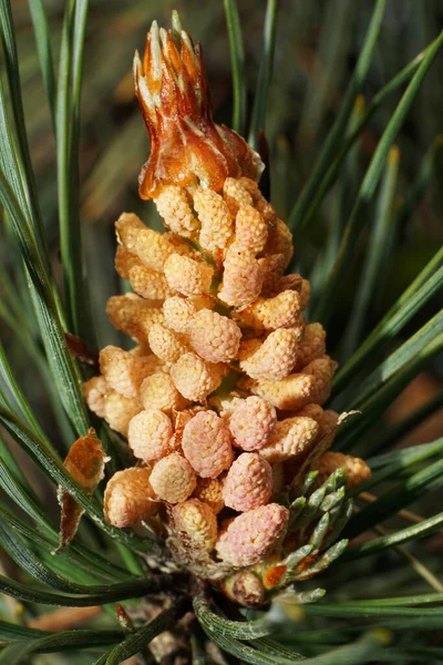 Makro Framifrån Kaukasisk Ung Brun Kotte Pinus Nålar Pollinering — Stockfoto