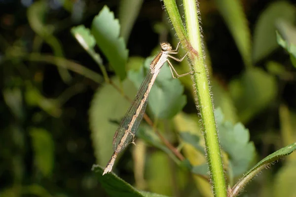 Macro Caucasien Gris Brun Libellule Hayon Rousse Sympecma Fusca Assis — Photo