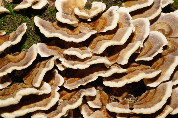 Makro Einer Gruppe Kaukasischer Junger Braun Weißer Und Mehrfarbiger Pilztramets — Stockfoto