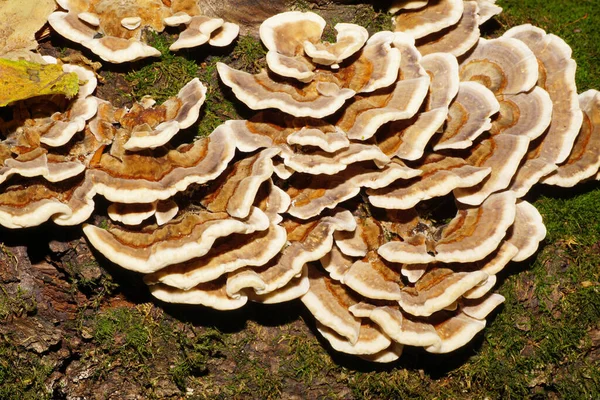 Makro Skupina Kavkazské Mladé Hnědobílé Mnohobarevné Houbové Trojice Pestrobarevných Trametes — Stock fotografie