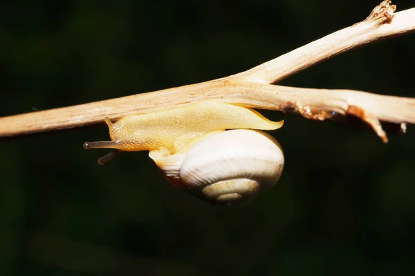 Macro Light Caucasian Snail Xeropicta Derbentina Crawling Brown Stalk Summer — Stock Photo, Image