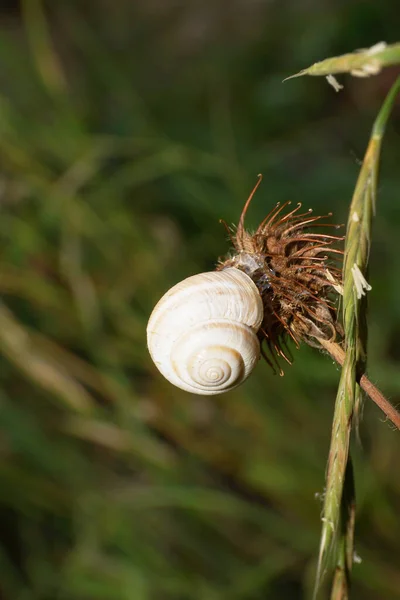 Makro Boční Pohled Bílou Skořápku Bělošského Hada Připevněného Suchém Čase — Stock fotografie