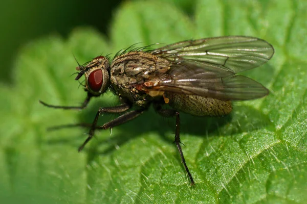 Macro of a brown haired Caucasian fly sitting on a green fluffy leaf in spring