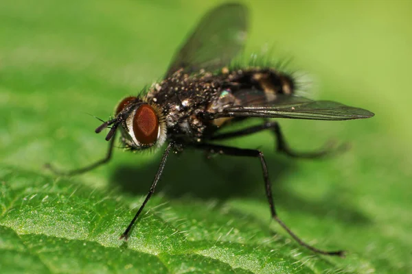 Macro view from the side and front of a dark, striped, hairy Caucasian fly with red eyes and antennae sitting on a fluffy green leaf in the spring