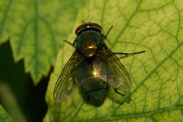 Macro of a green hairy fly with wings and paws sitting in summer on a green fluffy leaf