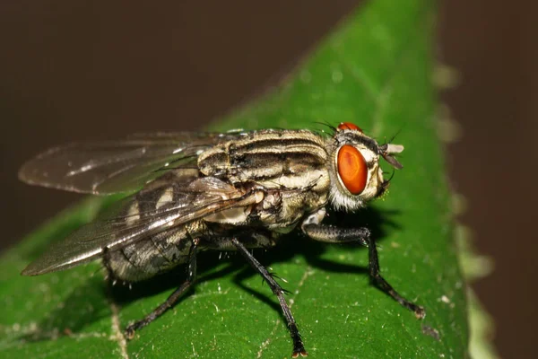  Yazın yeşil kabarık bir yaprağın üzerinde kanatları, pençeleri ve kırmızı gözleri olan beyaz, siyah tüylü sineğin makro yan görüntüsü.                              