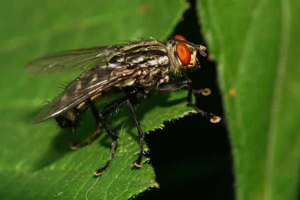 Vista Macro Verão Caucasiano Mosca Listrada Com Asas Patas Longas — Fotografia de Stock