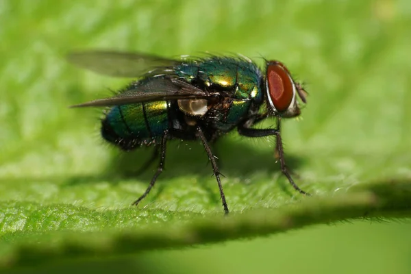 Vista Macro Lado Uma Mosca Branca Verde Peluda Com Olhos — Fotografia de Stock