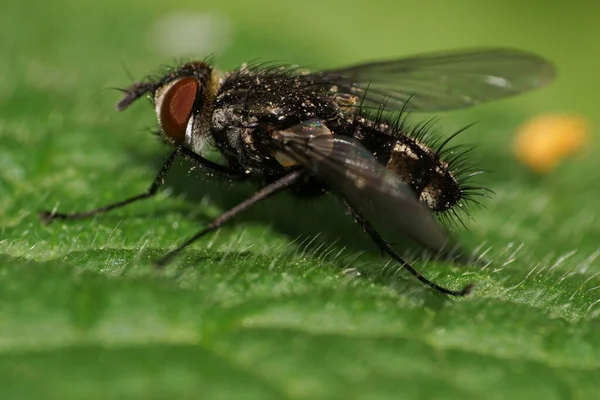 Makroaufnahme Einer Dunklen Gestreiften Und Haarigen Kaukasischen Fliege Die Frühling — Stockfoto