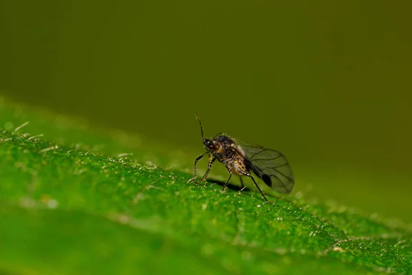 Makro Oldalnézetben Egy Miniatűr Fekete Szürke Kaukázusi Szőrös Légy Átlátszó — Stock Fotó