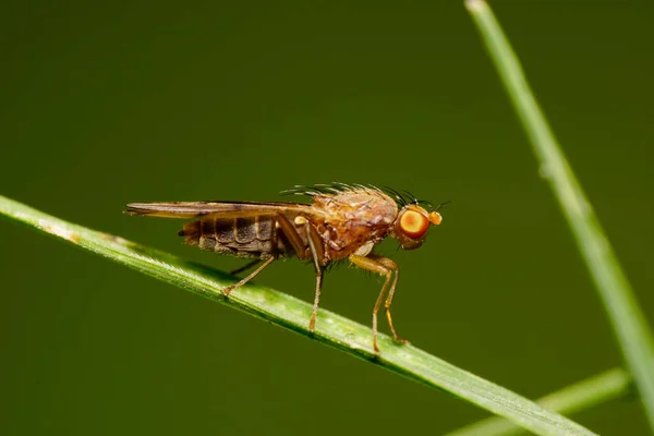 Close Luz Marrom Fofo Pequena Mosca Caucasiana Com Asas Transparentes — Fotografia de Stock