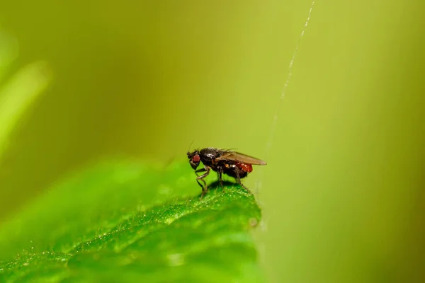 Makro Seitenansicht Der Kaukasischen Braunen Behaarten Fliege Mit Durchsichtigen Flügeln — Stockfoto