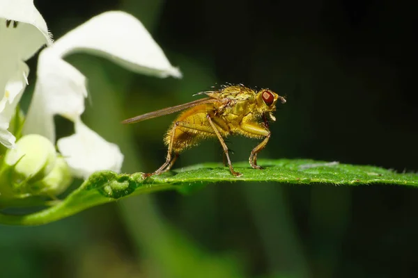 Macro Poco Eriza Mosca Marrón Con Alas Extremidades Largas Grandes — Foto de Stock