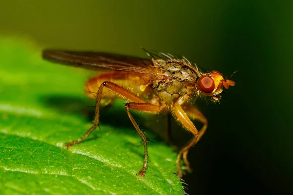 Makro Kleine Borstenbraune Fliege Mit Flügeln Langen Gliedmaßen Mit Borsten — Stockfoto