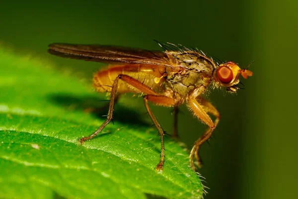 Macro Poco Eriza Mosca Marrón Con Alas Transparentes Extremidades Con —  Fotos de Stock