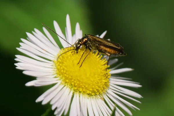 Macro Escarabajo Verde Alleculidae Con Bigote Largo Patas Sentadas Sobre — Foto de Stock