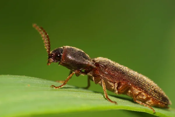 Macro of Caucasian brown Wood-boring beetle Lyctus linearis with antennae sitting on a green leaf in summer