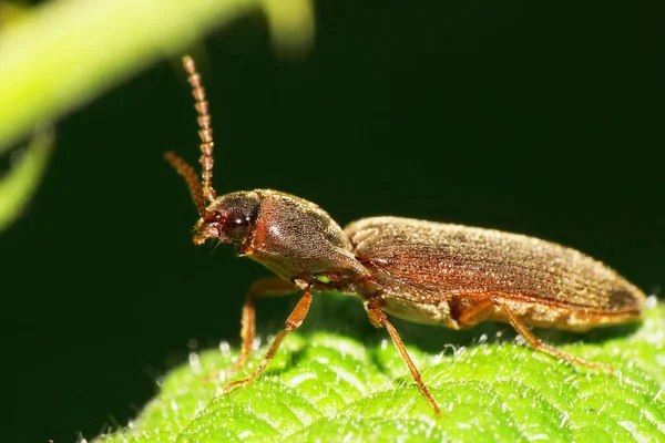 Yazın yeşil bir yaprağın üzerinde oturan antenli kahverengi Kafkas tahta-sıkıcı böcek Lyctus linearis 'in Macro manzarası                               