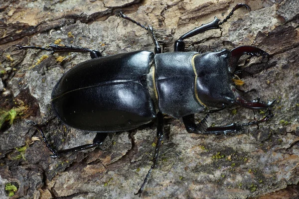 Macro Dorsal Part Imago Caucasian Stag Beetle Lucanus Bark Tree — Stock Photo, Image