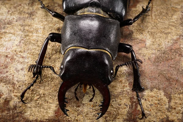 Macro Desde Arriba Parte Frontal Del Cuerpo Del Escarabajo Del — Foto de Stock