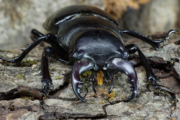 Makrofront Des Kaukasischen Hirschkäfers Lucanus Spalt Der Baumrinde — Stockfoto