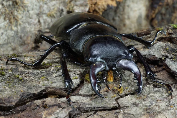 Macro imago Caucasian stag beetle Lucanus with limbs splayed against the background of the bark with moss