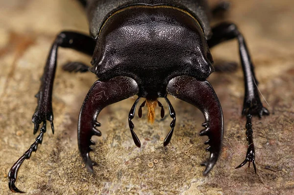Macro front brown head, mandibles and antennas Caucasian stag beetl