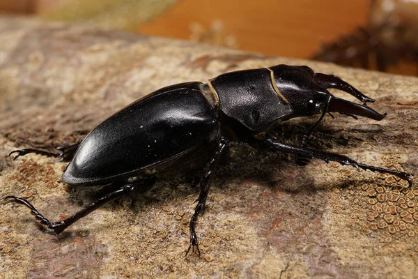 Macro Lado Del Escarabajo Ciervo Marrón Caucásico Lucanus — Foto de Stock