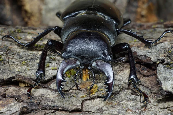 Makro Imago Kaukasischer Hirschkäfer Lucanus Mit Gespreizten Gliedmaßen Zum Kriechen — Stockfoto