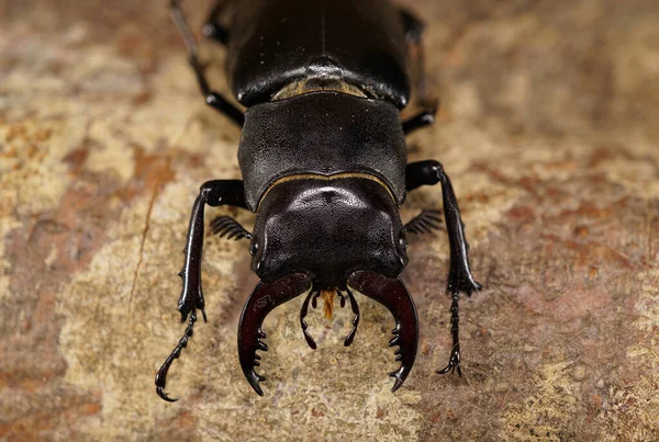 Macro top view of a brown head and thorax Caucasian stag beetle with antennae, mandibles and legs