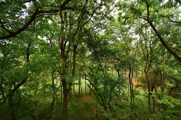 Vue Horizontale Arbres Verts Entrelacés Automne Dans Parc Pour Une — Photo