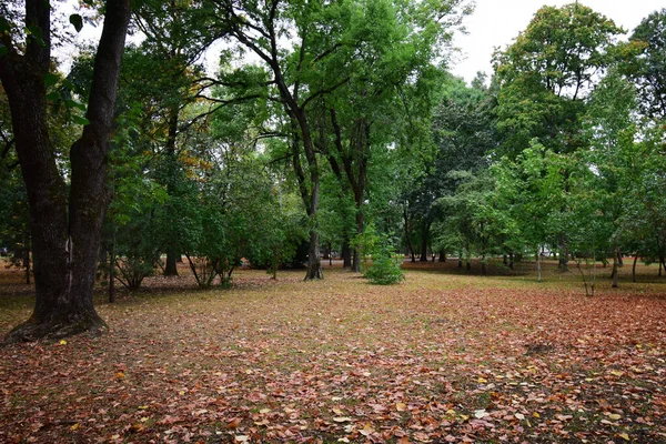 Široký Horizontální Pohled Podzimní Park Města Stromech Padajícími Žlutými Listy — Stock fotografie