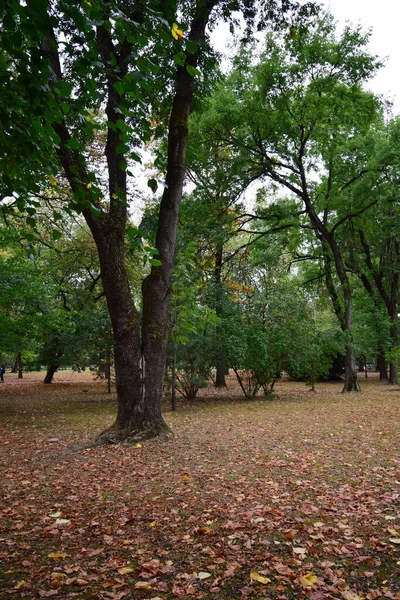  Sonbaharda dinlenmek için parktaki ağaçlara dikey olarak bakmak ve Russi 'nin Kabardino-Balkaria cumhuriyetinin Nalchik şehrinde yürümek