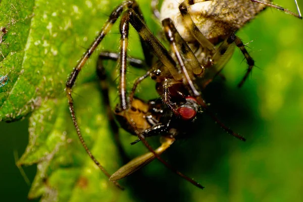 Vista Lateral Macro Araña Color Caucásico Con Piernas Largas Delgadas — Foto de Stock