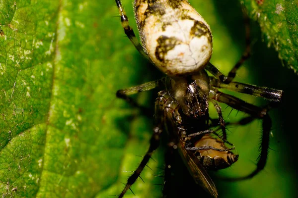 从宏观上看 一只白种人色的长蜘蛛的顶部长着明亮的黑腹 它抓住了一只苍蝇 用绿色的叶子把它的长腿包起来 — 图库照片