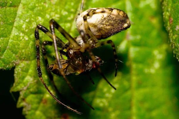 Vista Lateral Cerca Larga Araña Color Caucásico Con Vientre Ligero —  Fotos de Stock