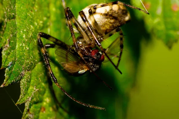 Vista Lateral Macro Araña Larga Color Caucásico Con Vientre Ligero — Foto de Stock