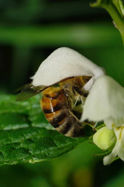 Makro Seitenansicht Einer Großen Rot Gestreiften Kaukasischen Bienen Sammeln Nektar — Stockfoto