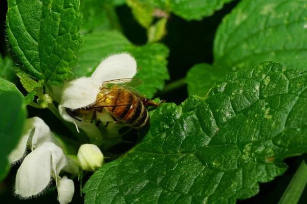 Makro Einer Großen Roten Struppigen Kaukasischen Biene Mit Flügeln Die — Stockfoto