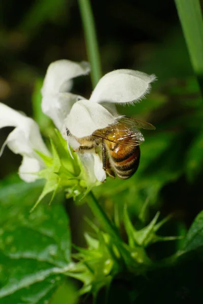 Зблизька Червоні Пухнасті Кавказькі Бджоли Довгими Ногами Збирають Нектар Білій — стокове фото